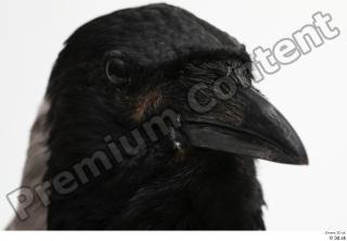 Carrion crow beak bird head 0001.jpg